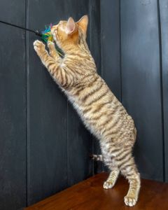 Котик породи Тойгер - Ніс