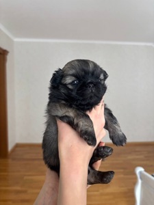 Цуценя пекінеса