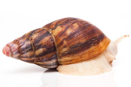 Архахатина улитка