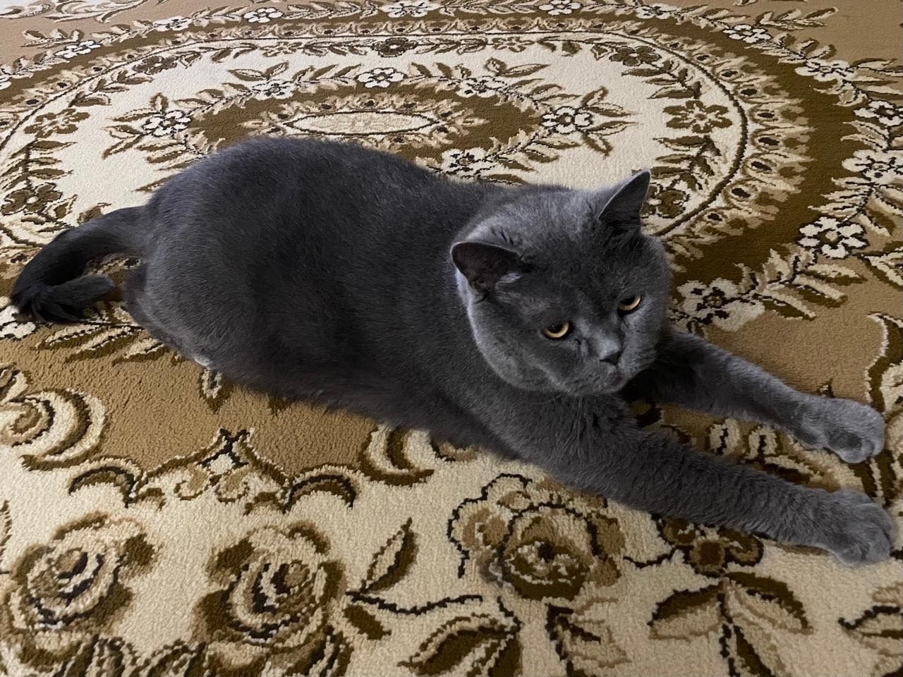 Котик Британец с янтарными глазами