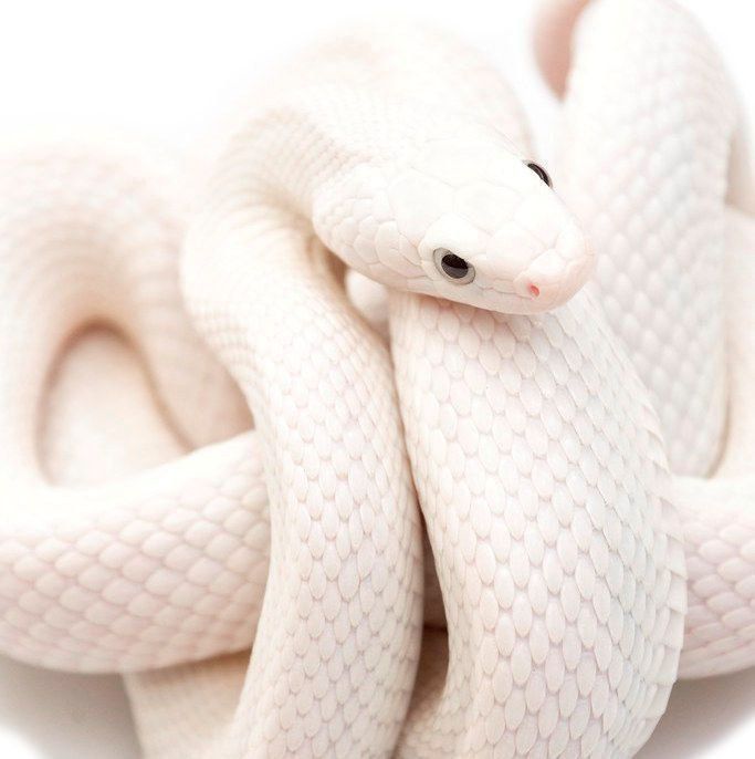 Техаський щурячий полоз ( обсолета) леуцисти, малюки 2025 року