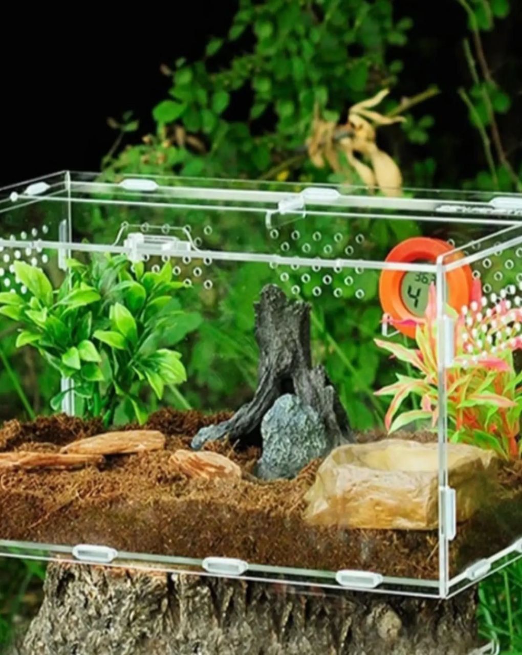 Техаський щурячий полоз ( обсолета) леуцисти, малюки 2025 року