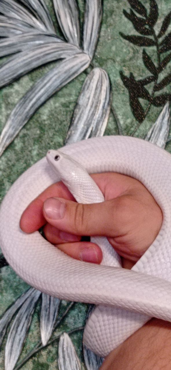 Техаський щурячий полоз ( обсолета) леуцисти, малюки 2025 року