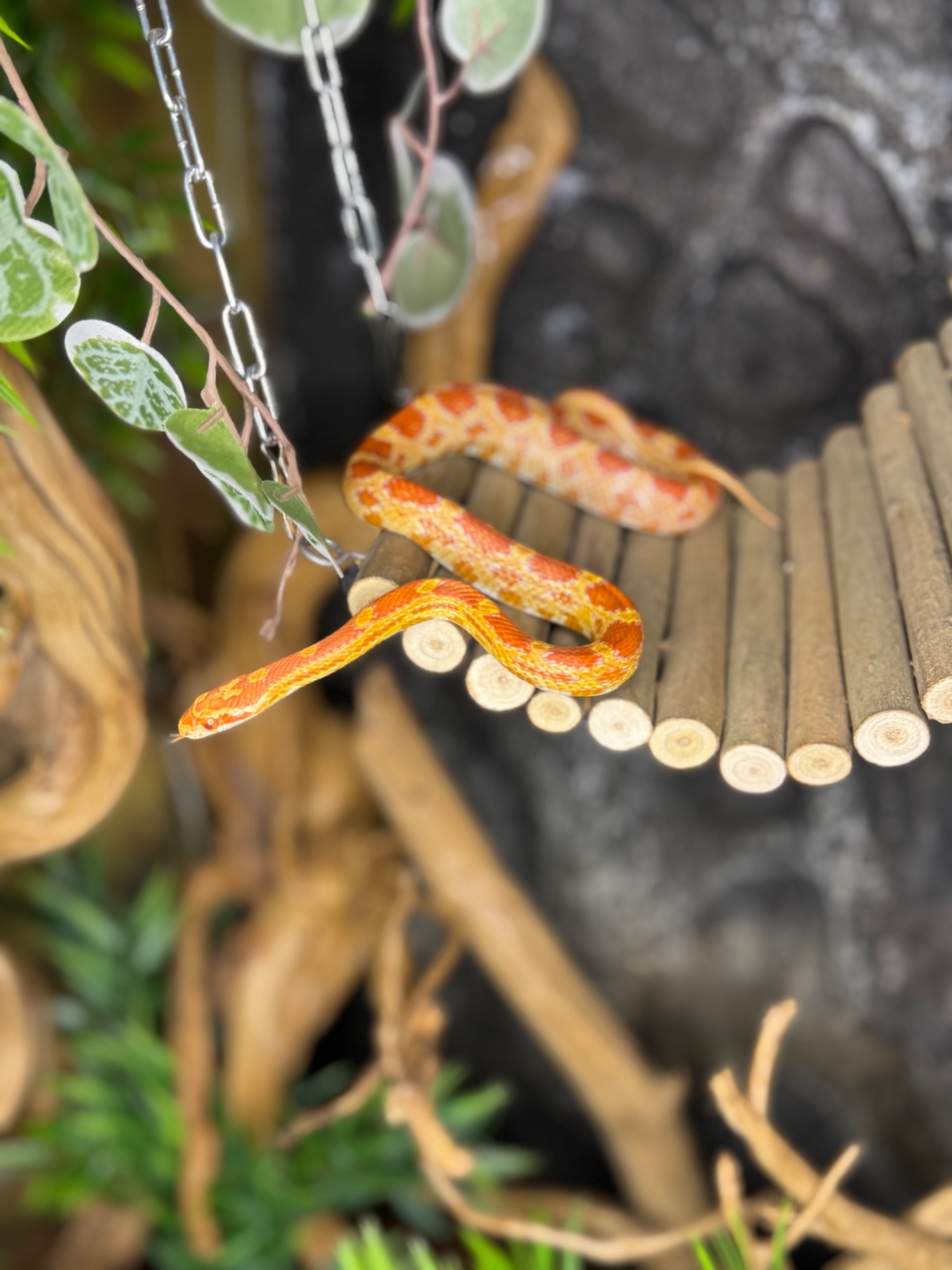 Маїсовий полоз, найпростіша змійка