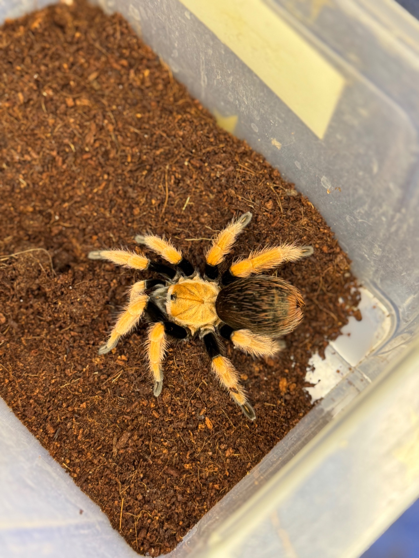 Павуки птахоїди-версіколор, Емілія, біколоратум