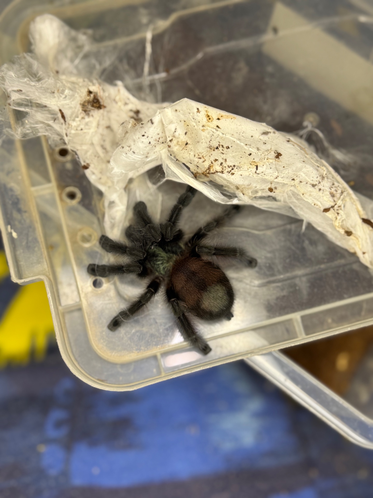 Павуки птахоїди-версіколор, Емілія, біколоратум