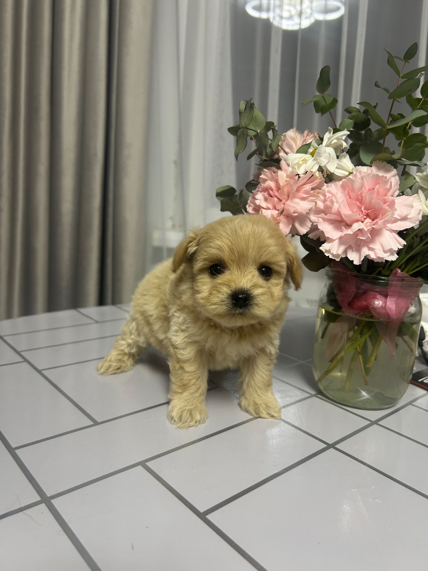 Мальтипу дівчинка ф1 міні