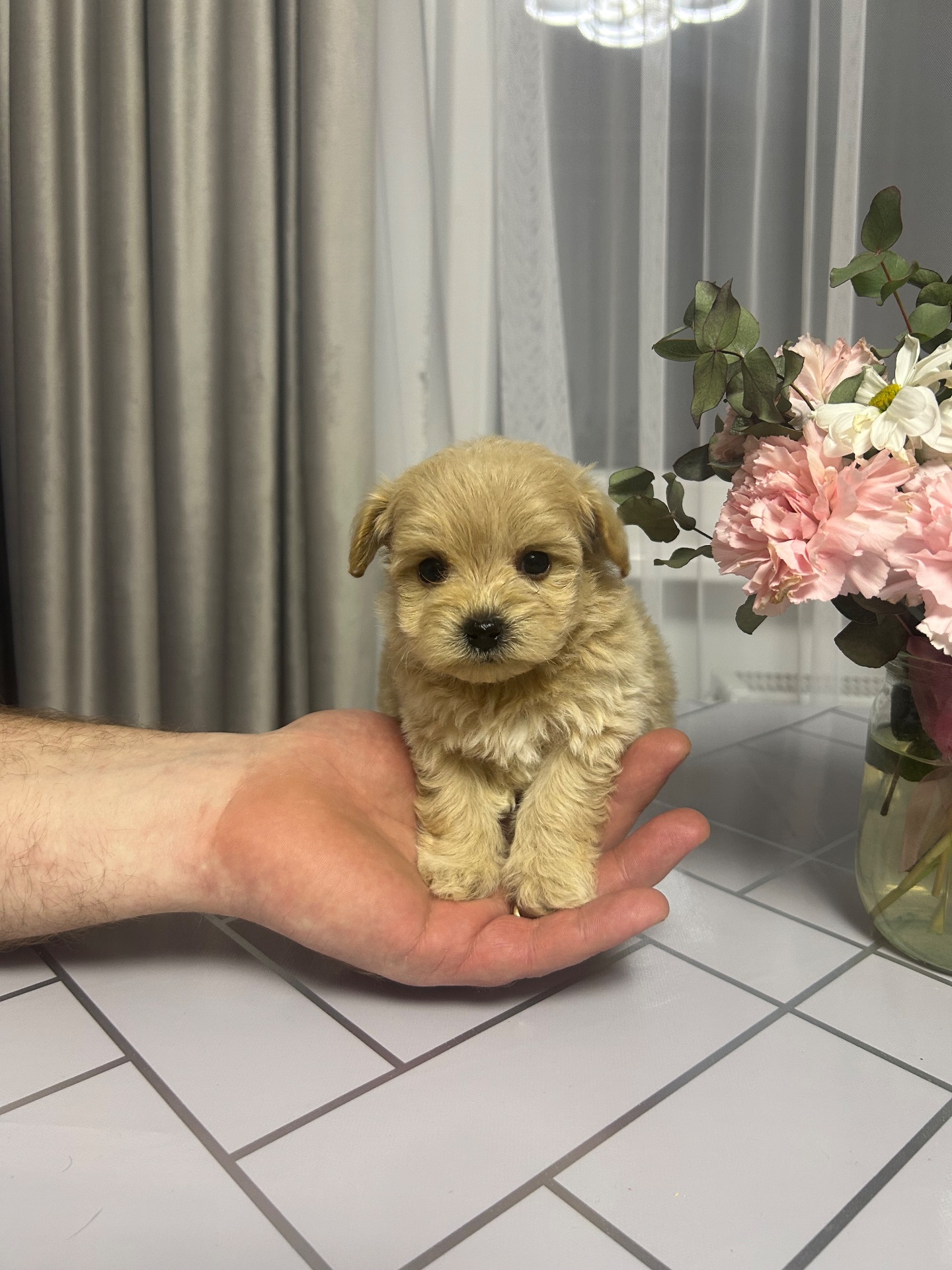 Мальтипу дівчинка ф1 міні