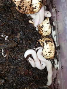 Техаський щурячий полоз ( обсолета) леуцисти, малюки 2025 року