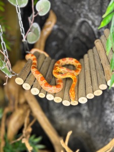 Маїсовий полоз, найпростіша змійка