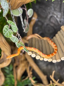 Маїсовий полоз, найпростіша змійка