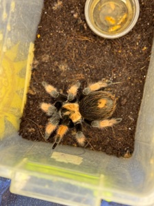 Павуки птахоїди-версіколор, Емілія, біколоратум