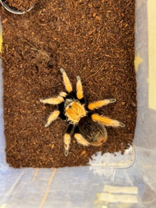 Павуки птахоїди-версіколор, Емілія, біколоратум