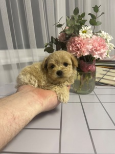 Мальтипу дівчинка ф1 міні