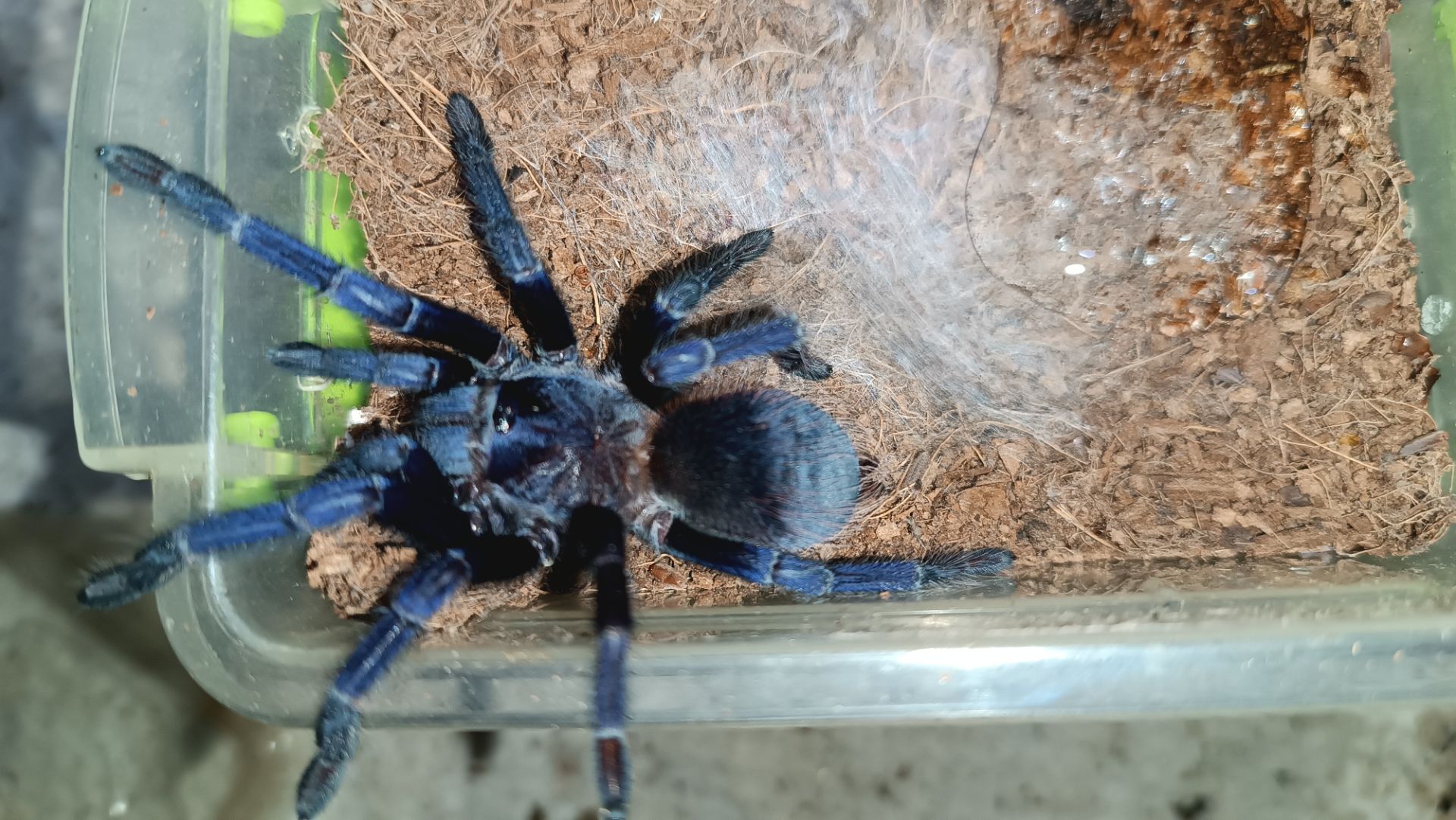 Павуки птахоїд