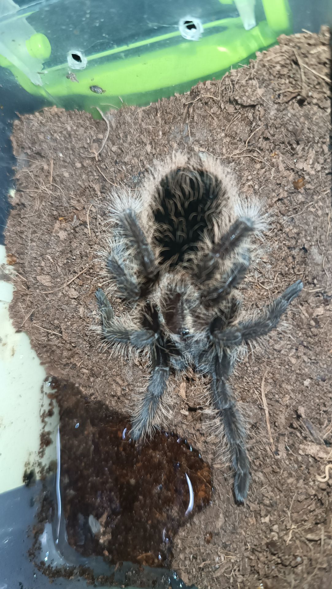 Павуки птахоїд