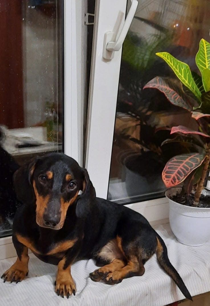 Такса Граф шукає родину