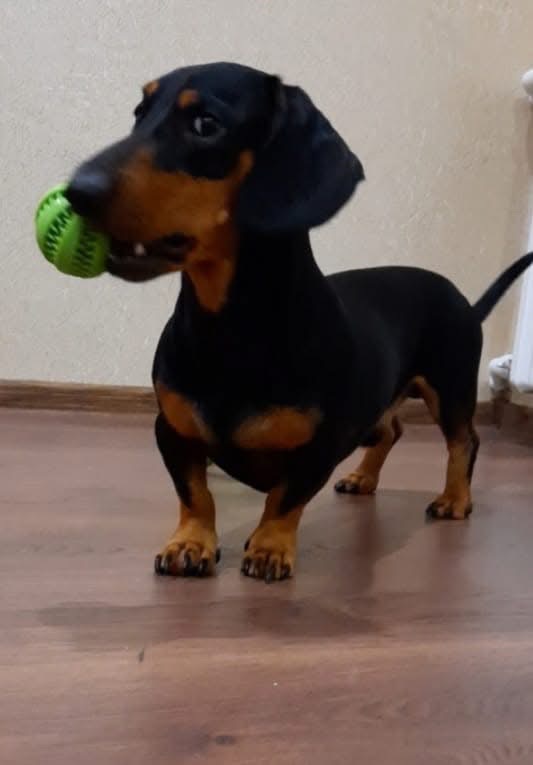 Такса Граф шукає родину