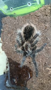 Павуки птахоїд