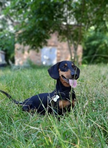 Такса Граф шукає родину