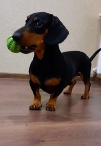 Такса Граф шукає родину