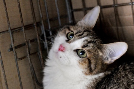 Кошеня Том, хлопчик