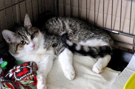 Кошеня Том, хлопчик