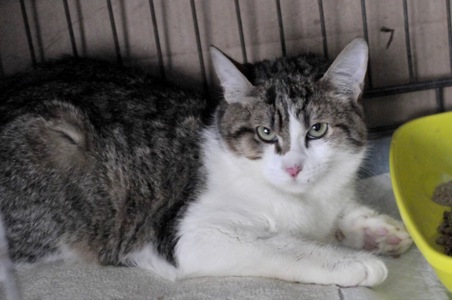 Кошеня Том, хлопчик