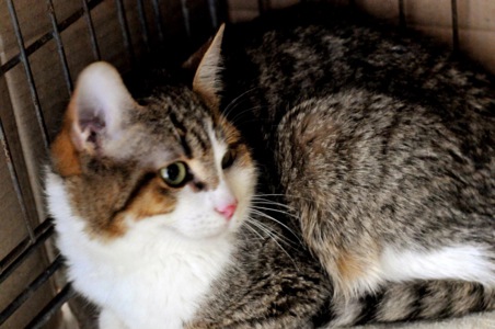 Кошеня Том, хлопчик