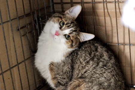 Кошеня Том, хлопчик