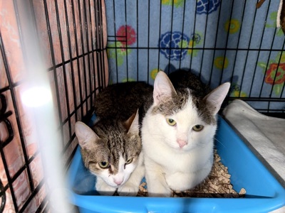 Кошеня Саша