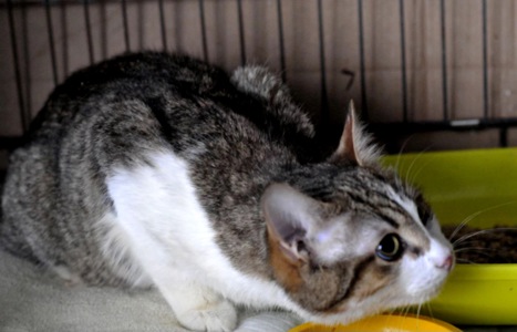 Кошеня Том, хлопчик