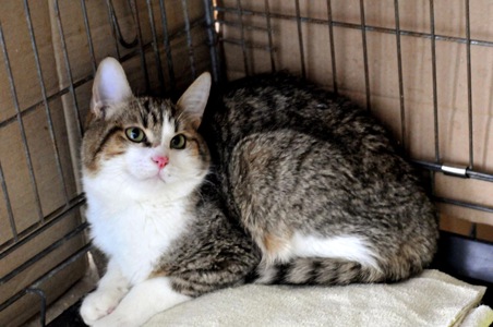 Кошеня Том, хлопчик