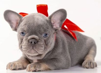 Французский бульдог в окрасе lilac solid