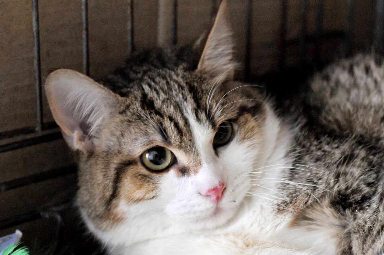 Кошеня Том, хлопчик