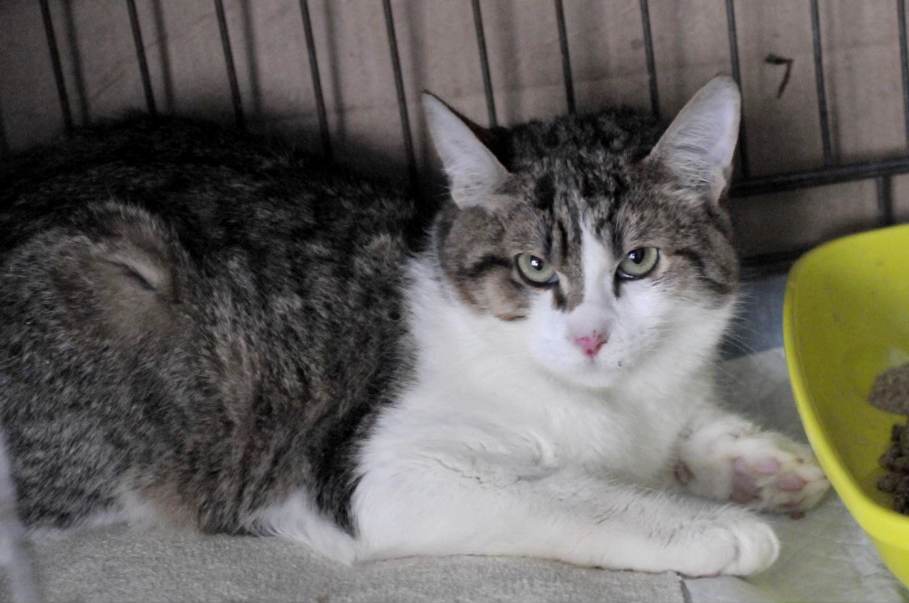 Кошеня Том, хлопчик