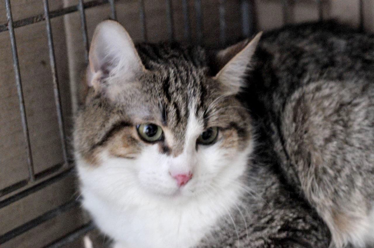 Кошеня Том, хлопчик