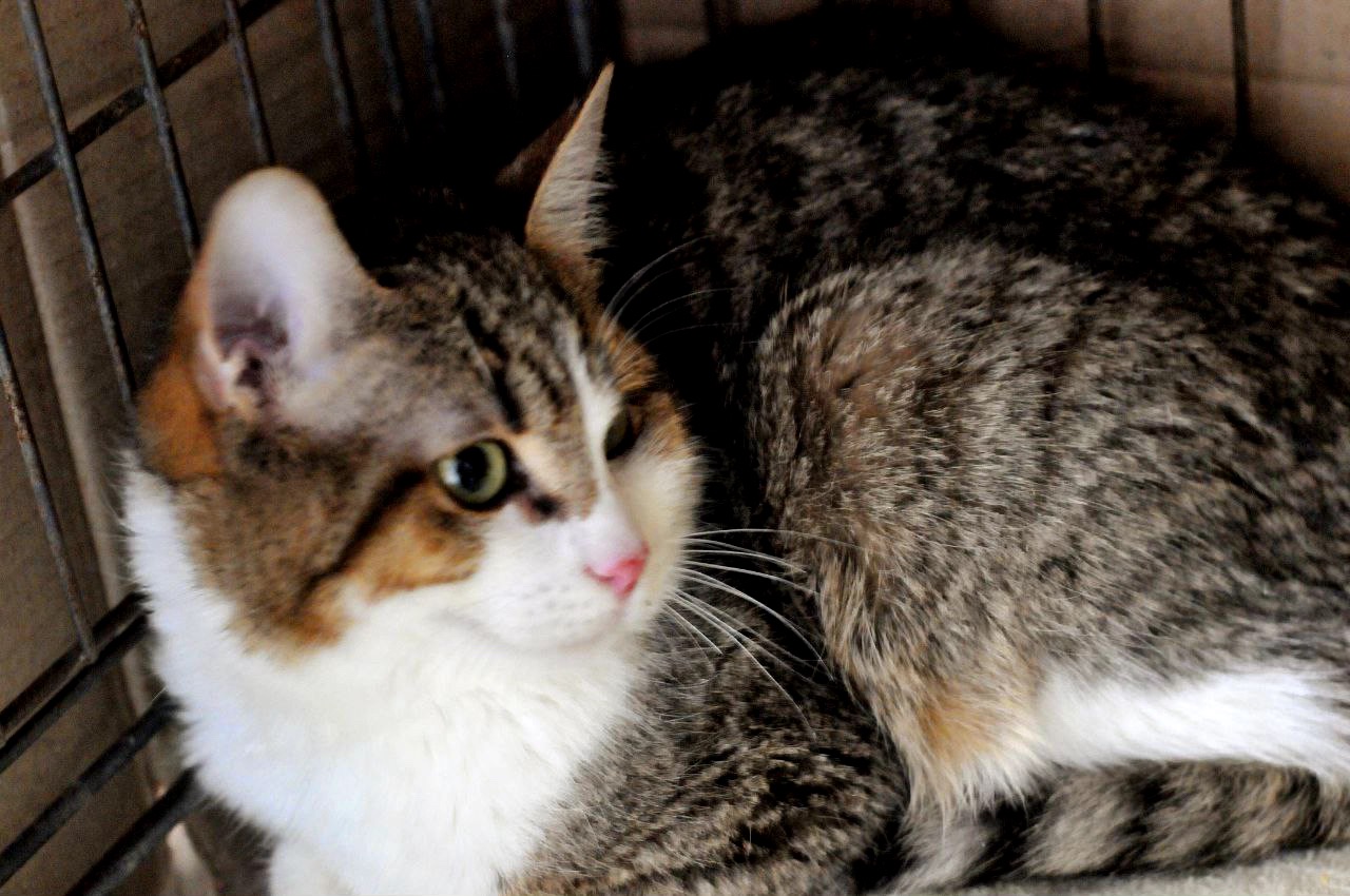 Кошеня Том, хлопчик