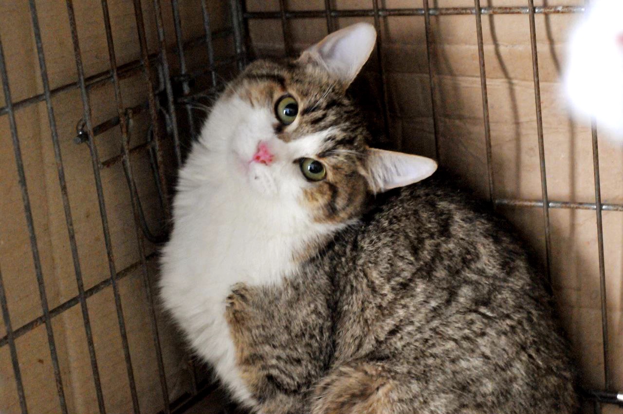 Кошеня Том, хлопчик