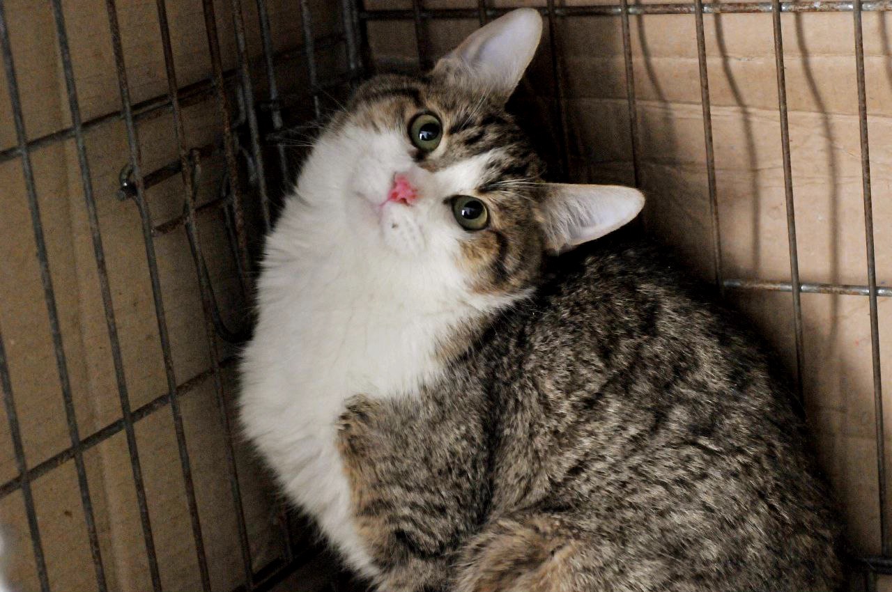 Кошеня Том, хлопчик