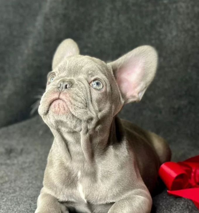 лиловые французские бульльдоги