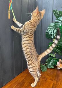 Дівчинка породи Тойгер, звати Джумбалая