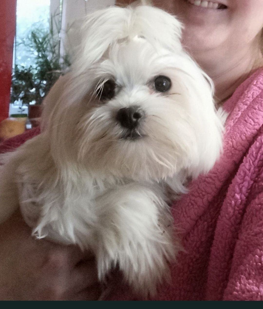 Хлопчик мальтез