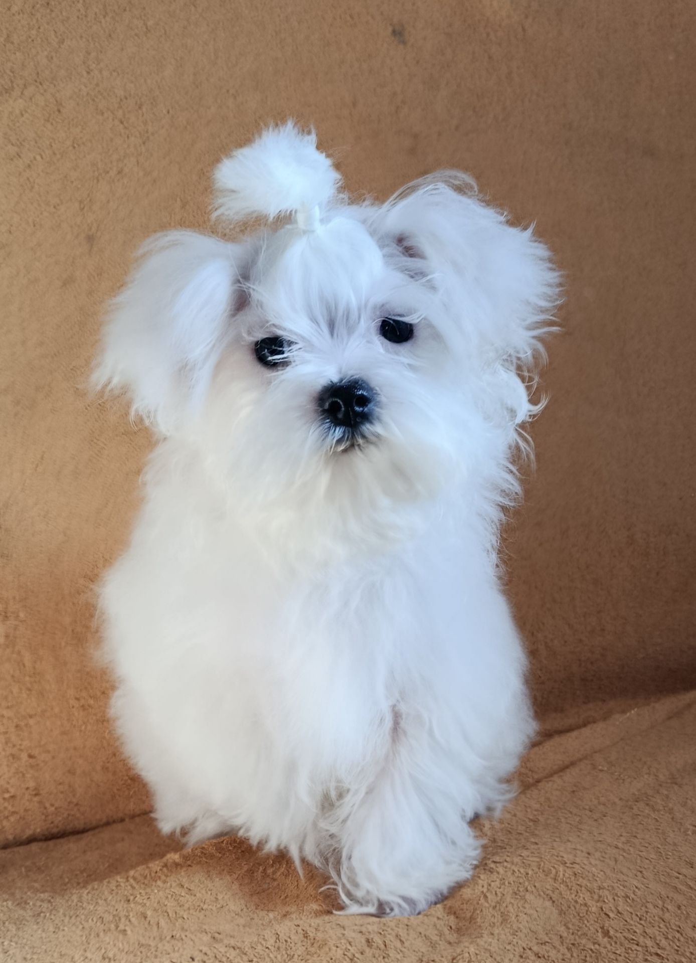 Хлопчик мальтез