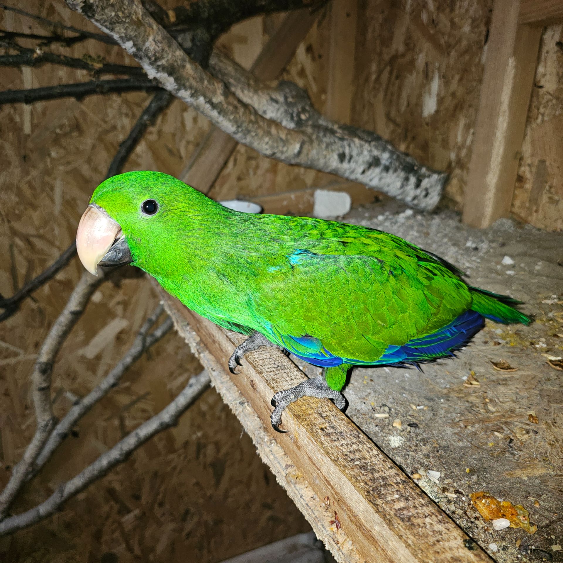 Малюк викормиш Еклектус