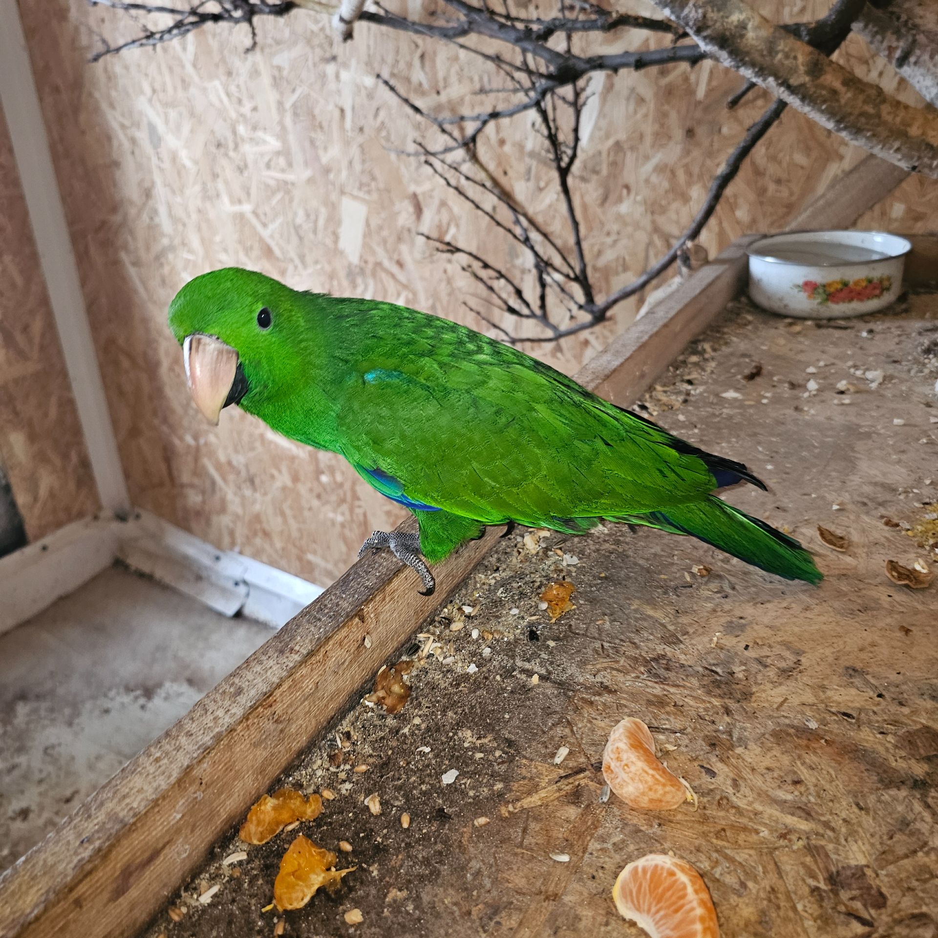 Малюк викормиш Еклектус