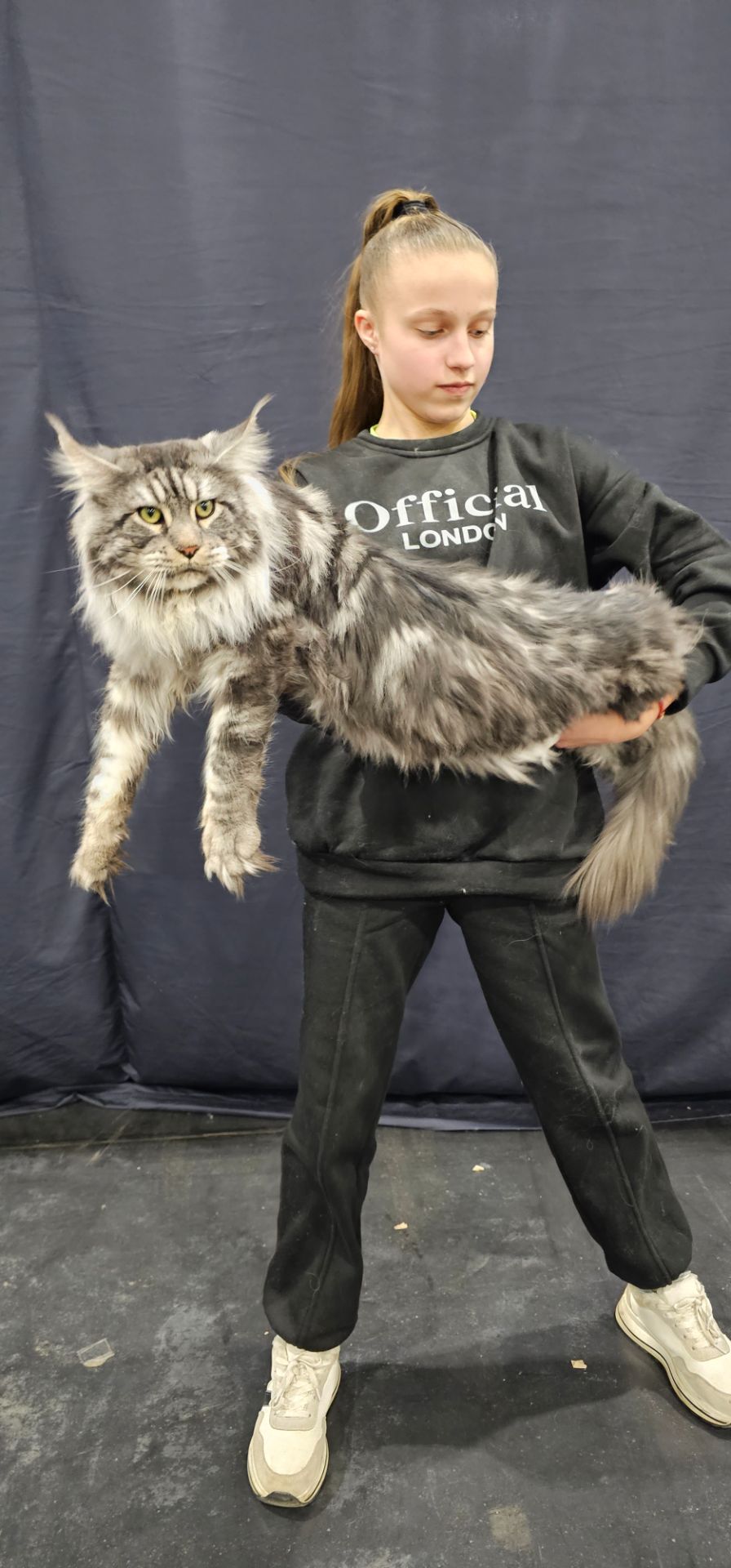 Від цього батька є 2 вільні дівчинки мейн кун