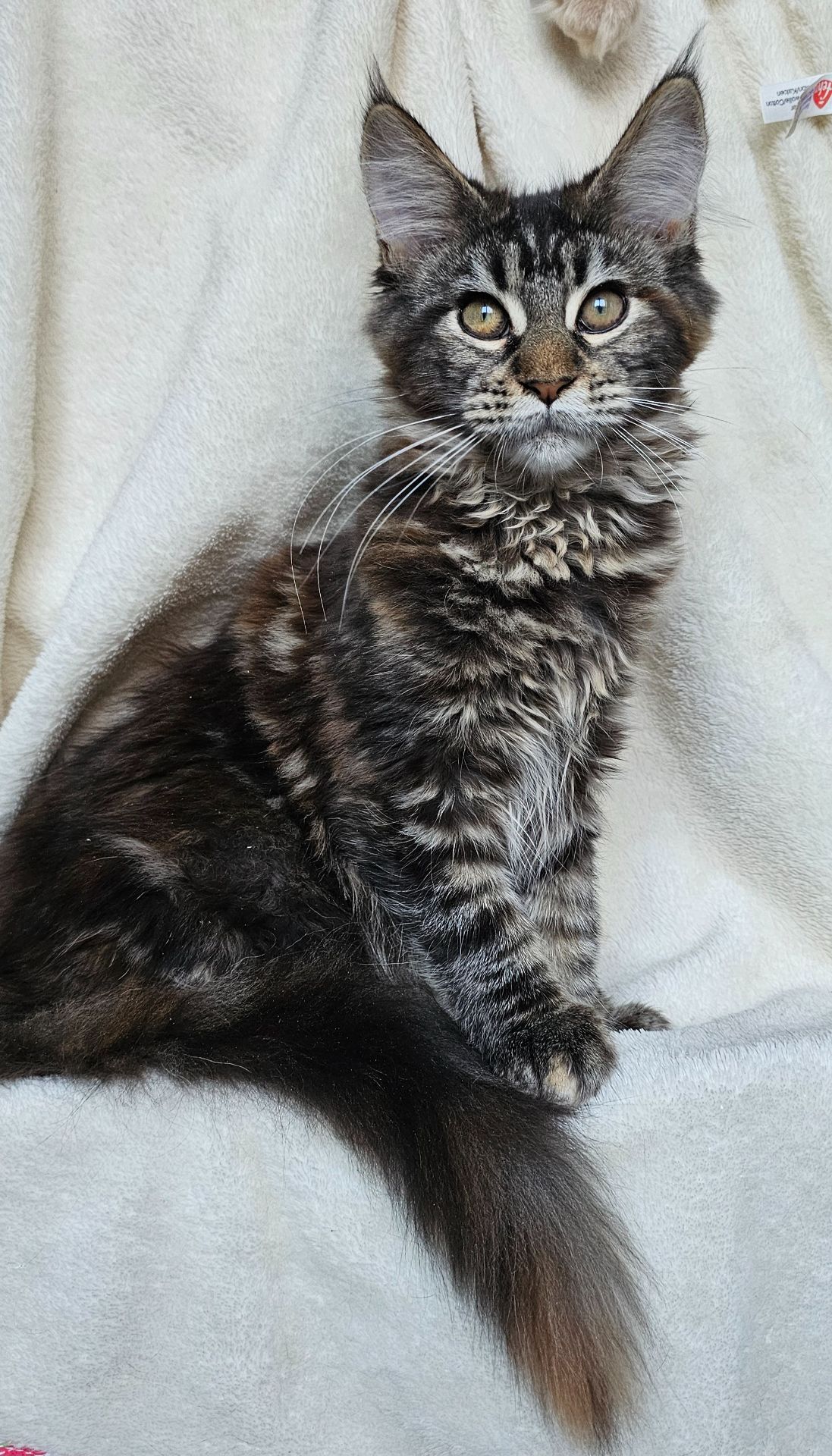 Від цього батька є 2 вільні дівчинки мейн кун