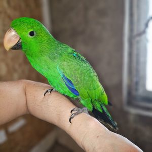 Малюк викормиш Еклектус