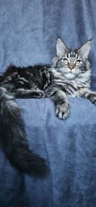 Від цього батька є 2 вільні дівчинки мейн кун